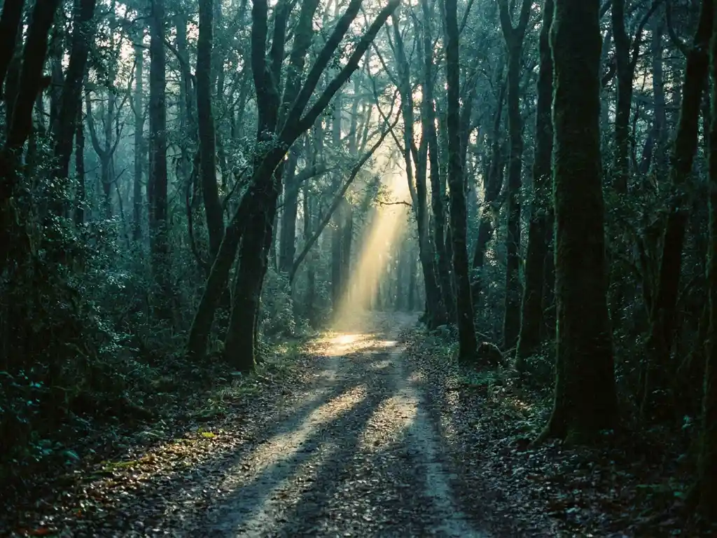 Schmaler Waldpfad zwischen dichten Bäumen mit goldenem Morgenlicht, das lange Schatten auf den Weg wirft.