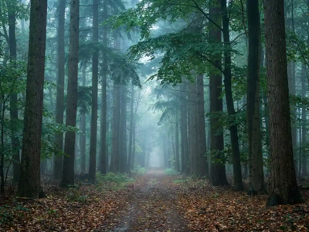 Waldweg im Morgennebel, gesäumt von hohen Bäumen mit gefiltertem grünen Licht und herbstlichen Laubblättern.